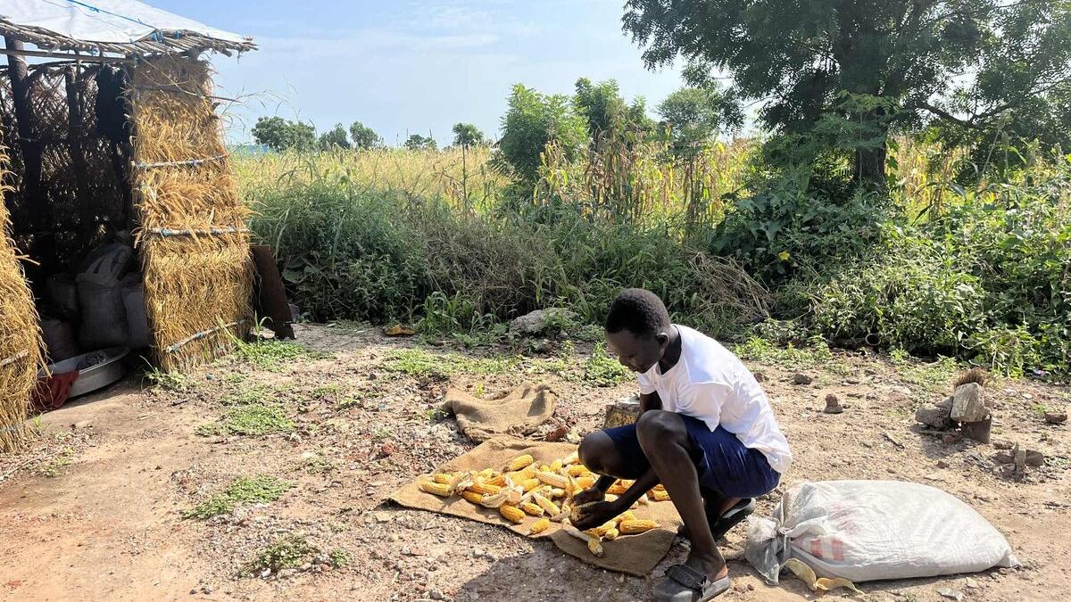 Surrounded by maize, okra and bean plants, residents of Hai Matar, an area in Malakal, are realizing their dream of a new life with hard work and hope. The UN family has helped 128 households, displaced by conflict, to return home, by clearing unexploded ordinances from the land, building shelters, providing transport and other support. Person sitting on the ground outdoors arranging yellow corn cobs on a mat near a straw hut and a large sack, with green vegetation in the background.