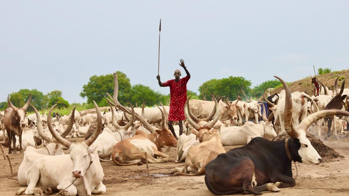 A herder stands among cattle with large horns in an open field.