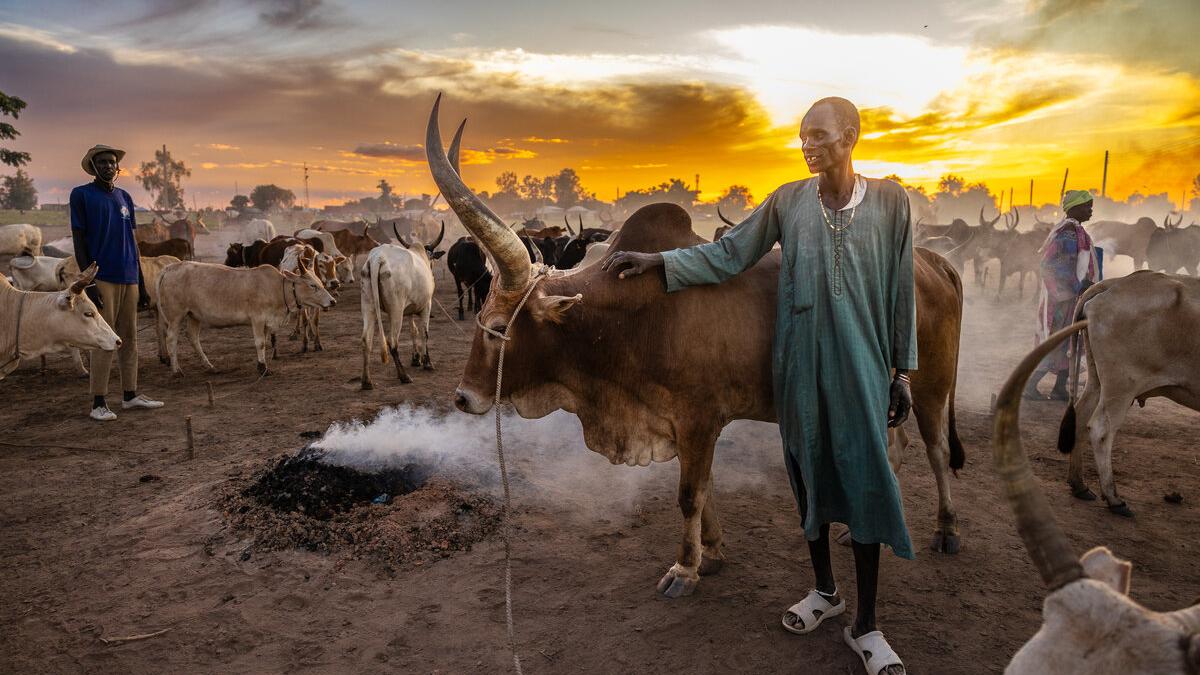 A person stands beside a large-horned cow in a dusty cattle camp at sunset, with smoke rising from a fire and other cattle and people visible in the background