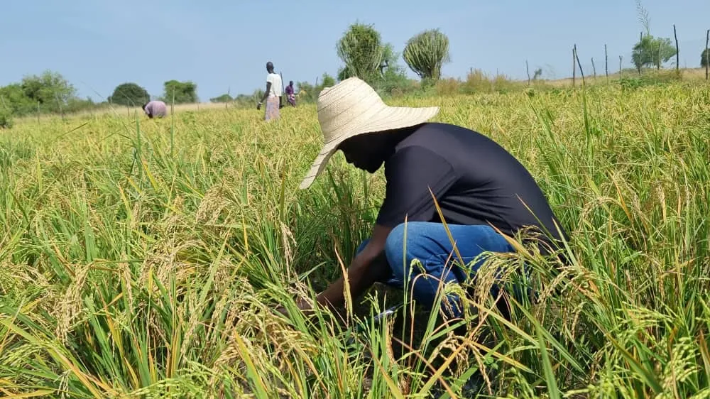 Rice farmer
