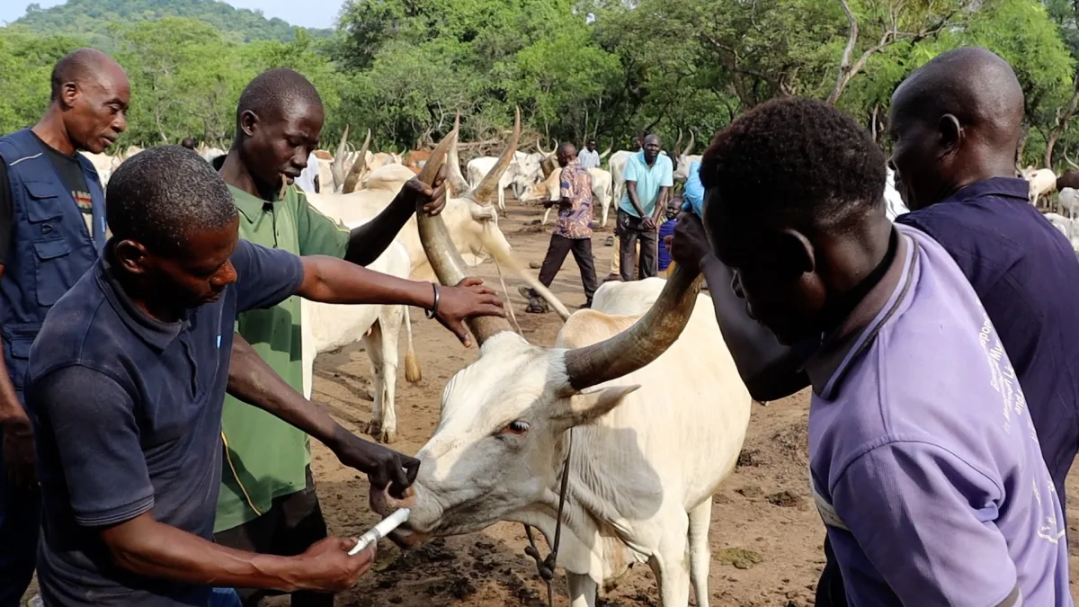 cattle camps
