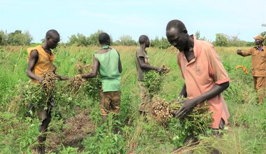 Peace South Sudan UNMISS UN peacekeeping peacekeepers elections constitution prison correction farming livelihood Wau WESTERN BAHR EL GHAZAL