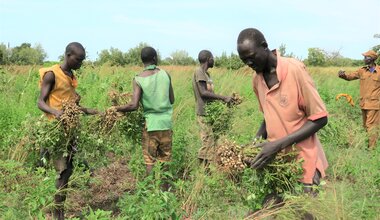 Peace South Sudan UNMISS UN peacekeeping peacekeepers elections constitution prison correction farming livelihood Wau WESTERN BAHR EL GHAZAL 