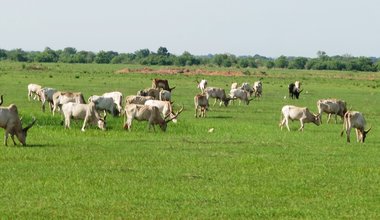 unmiss civil affairs division conflict mitigation resolution management cattle migration farmers pastoralists cattle keepers marial bai agreement