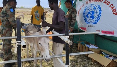 unmiss south sudan upper nile kodok peacekeepers india veterinary camp animal livestock welfare