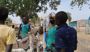 unmiss south sudan upper nile state malakal india veterinary clinics weekly cows cattle dogs donkeys goats chicken
