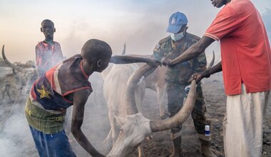 Peace South Sudan UNMISS UN peacekeeping peacekeepers peacebuilding animals veterinary camp livestock cattle