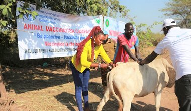 Peace South Sudan UNMISS UN peacekeeping peacekeepers veterinary Western Bahr El Ghazal animals disease farm vaccine