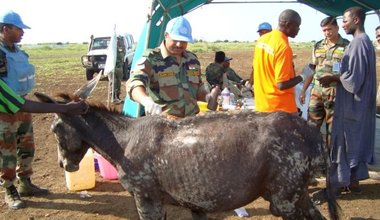 Indian Peacekeepers provide vital veterinary services to cattle farmers in Renk