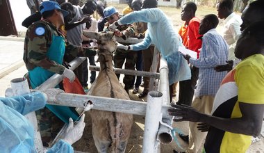 unmiss south sudan malakal veterinary livestock animal health training