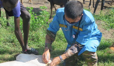 unmiss south sudan wau vets bangladesh cattle livestock