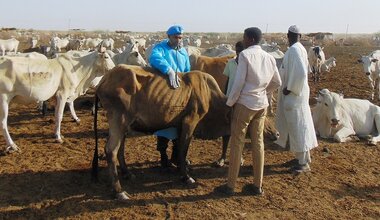 unmiss south sudan upper nile state malaka india vets contingent peacekeepers cows goats donkeys animals free clinic