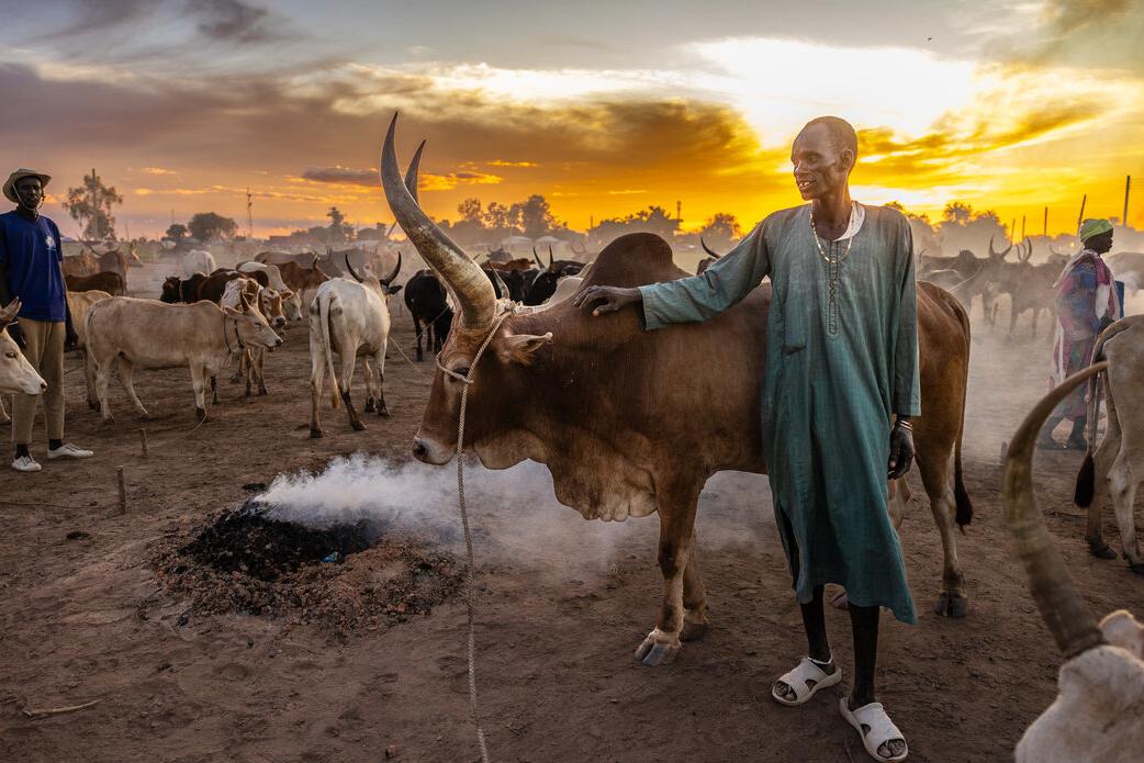 A person stands beside a large-horned cow in a dusty cattle camp at sunset, with smoke rising from a fire and other cattle and people visible in the background