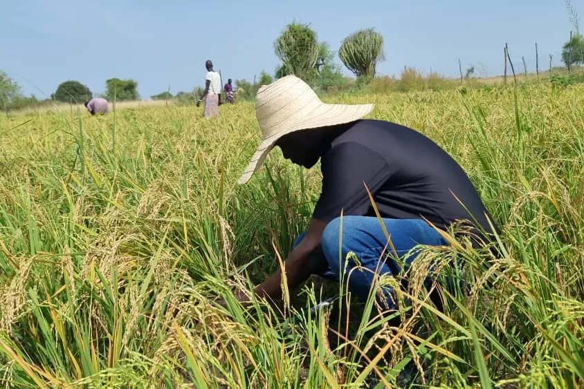 Rice farmer