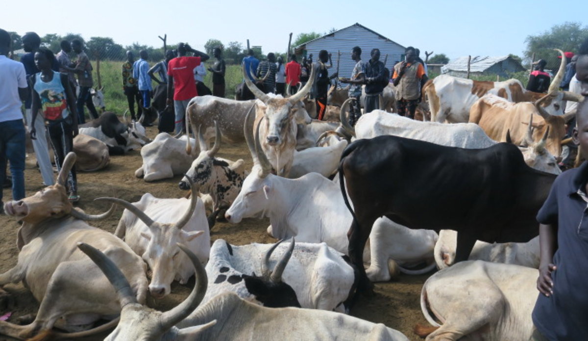 unmiss south sudan bor jonglei veterinary clinic cattle socioeconomic importance