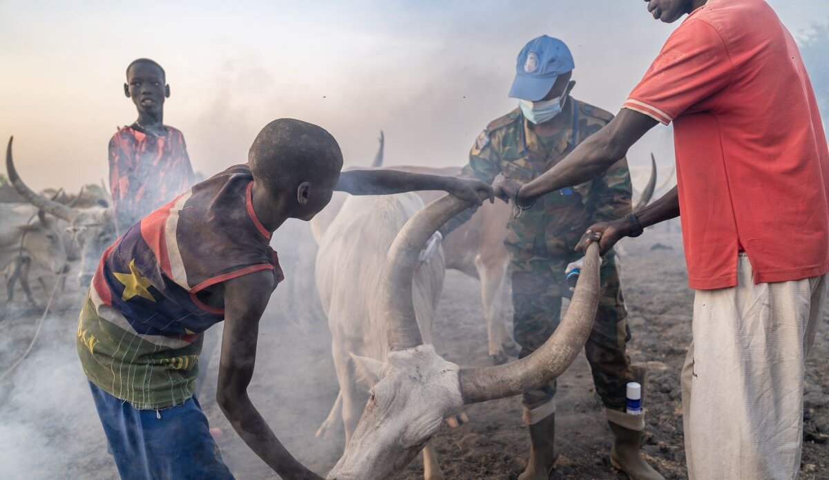 Peace South Sudan UNMISS UN peacekeeping peacekeepers peacebuilding animals veterinary camp livestock cattle 