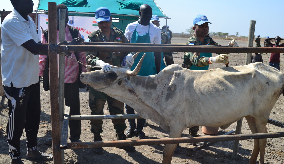 cattle United Nations peacekeeping UNMISS South Sudan Malakal animals veterinary care