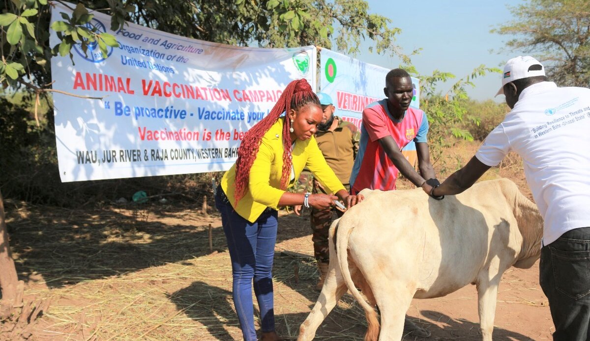 Peace South Sudan UNMISS UN peacekeeping peacekeepers veterinary Western Bahr El Ghazal animals disease farm vaccine