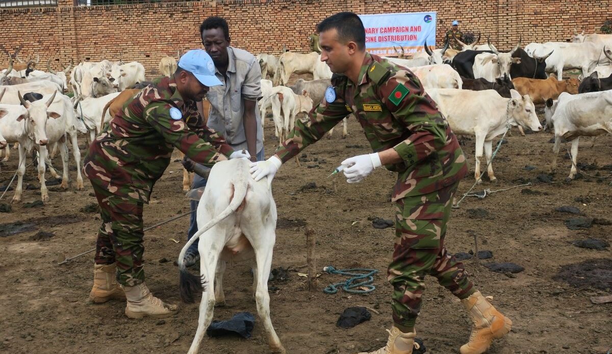 cattle United Nations peacekeeping UNMISS South Sudan wau animals veterinary care