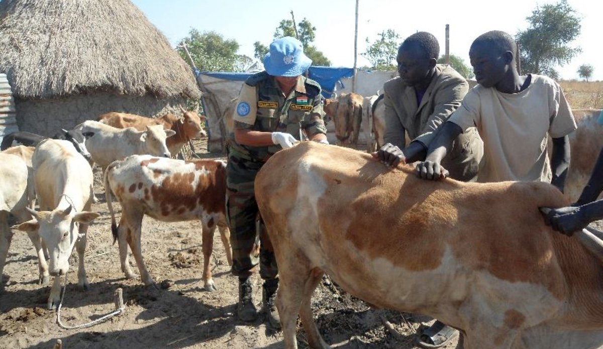Indian peacekeepers provide desperately needed veterinarian support to Wau Shilluk cattle keepers 