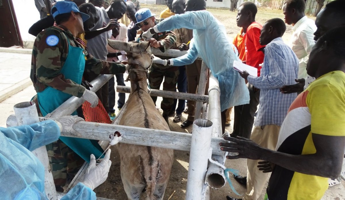 unmiss south sudan malakal veterinary livestock animal health training