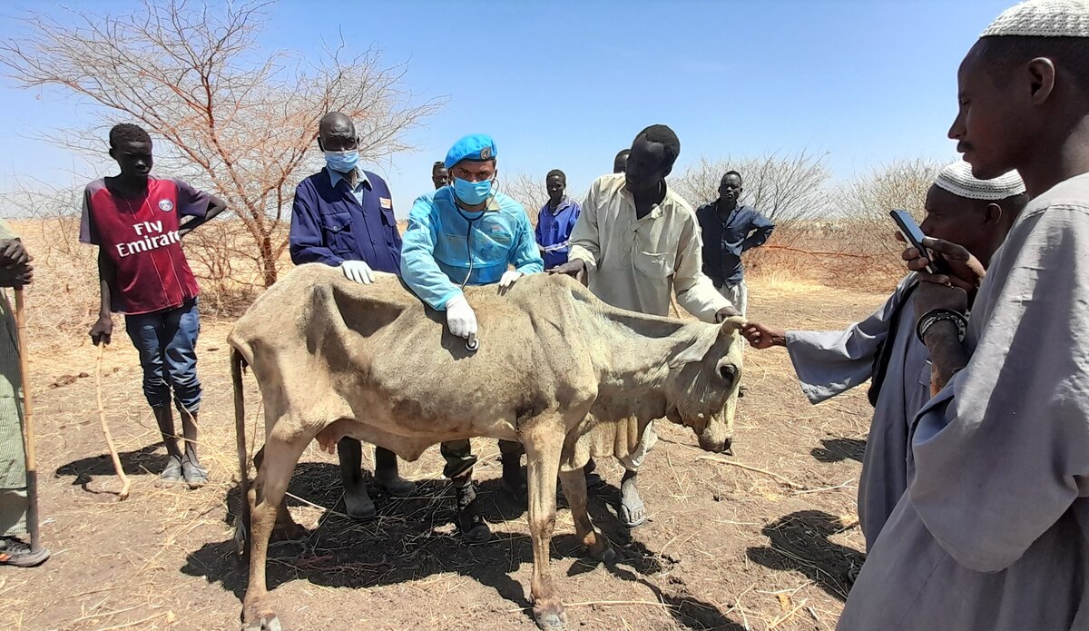 UNMISS protection of civilians free veterinary camp peacekeepers South Sudan peacekeeping cattle livestock India Renk Upper Nile