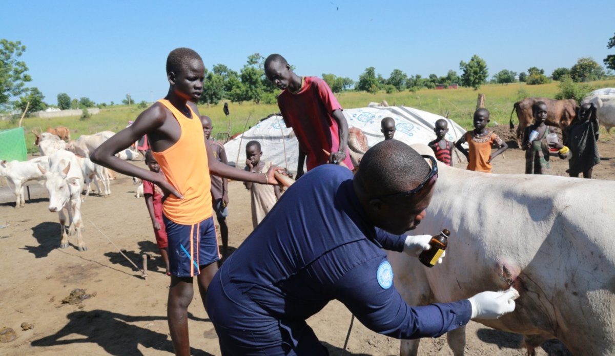 UNMISS Ghanaian veterinarians provide relief for Bentiu cattle farmers