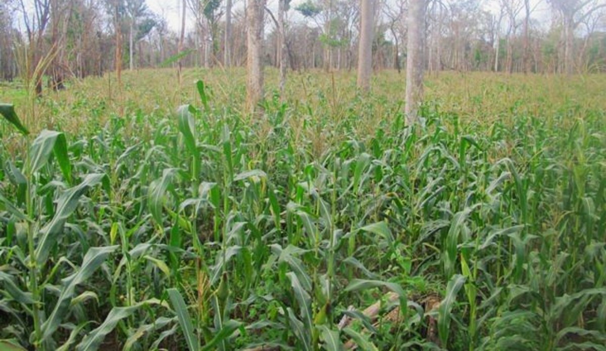 WFP contracts farmers in Yambio to supply 70 metric tons of maize