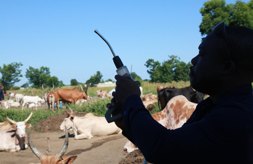 GhanBatt veterinarian delivers medical treatment to cattle in Bentiu