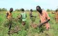 Innovative ‘green’ project by UNMISS and FAO partner boosts food security, skills among prisoners