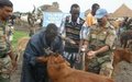 Indian battalion treats livestock in Upper Nile