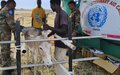 UNMISS peacekeepers from India provide free veterinary services in Kodok