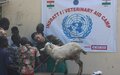 Indian peacekeepers take a unique approach to promoting peace through animal health and welfare
