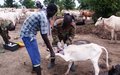 Ghanaian peacekeepers support cattle keeping communities in Unity