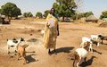 Cattle keepers in Wau benefit from free veterinary camp provided by UNMISS peacekeepers