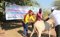 Bangladeshi peacekeepers in Wau offer more than a thousand farm animals rare medical assistance