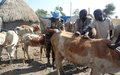 Indian peacekeepers provide desperately needed veterinarian support to Wau Shilluk cattle keepers 