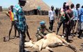 Indian Peacekeepers help to control major animal disease outbreak in Upper Nile  