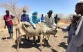 Indian peacekeepers provide free veterinary services to livestock owners in Renk 