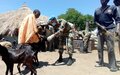 Free veterinary camp by UNMISS peacekeepers from India wins hearts and minds in Renk