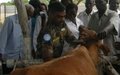 Veterinary camp treats livestock in Jonglei