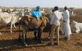 Indian vets partner with local authorities in Renk to treat livestock
